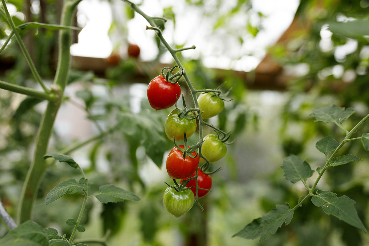 Tomaatti- ja chilimullassa kasvaneet tomaatit
