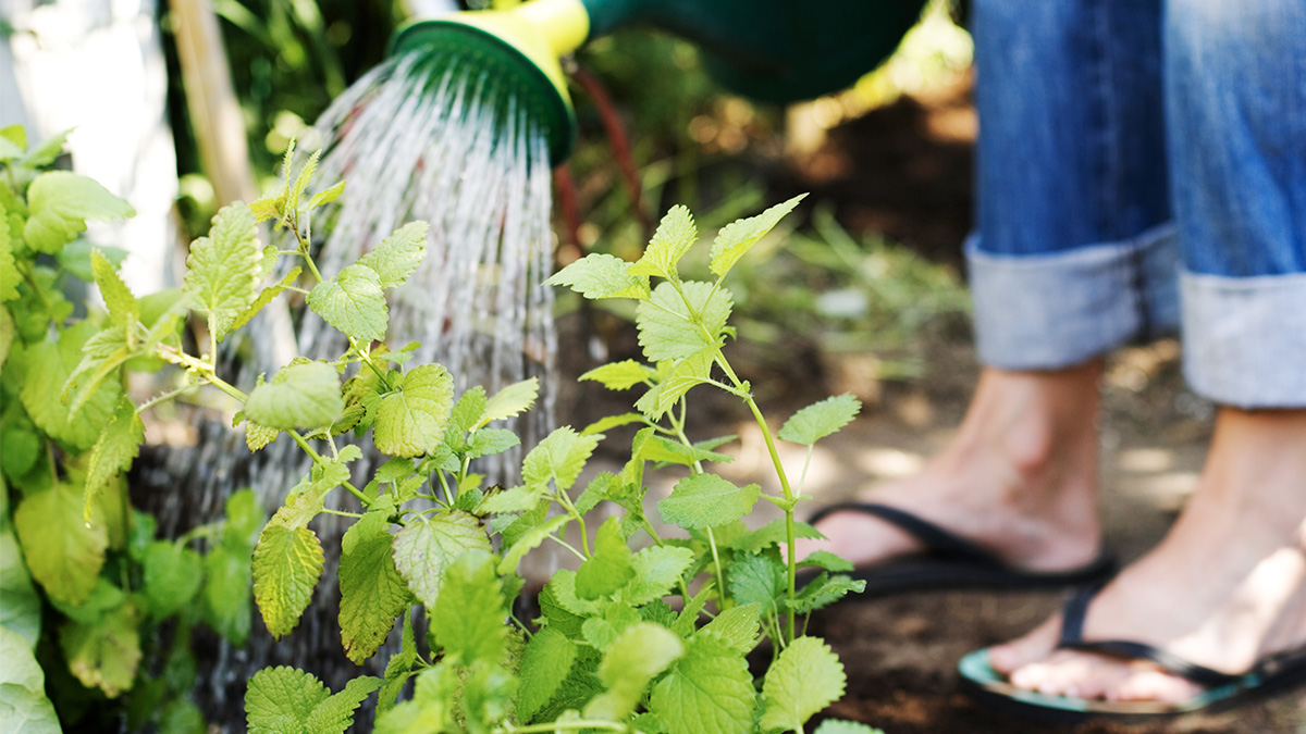 Sopiva loma-ajan kasteluratkaisu auttaa puutarhaa kukoistamaan