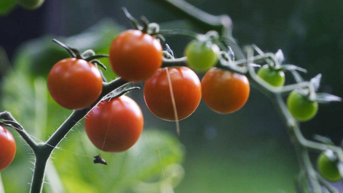 Kekkilä Istuta tomaatit itse