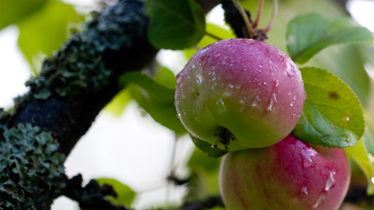 Omenapuuta kannattaa leikata