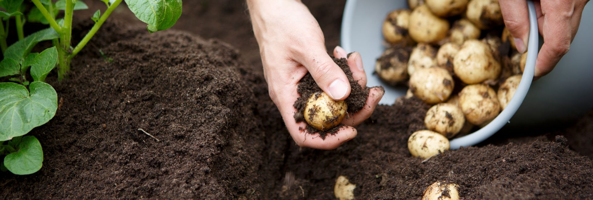 Herkkupottuja helposti