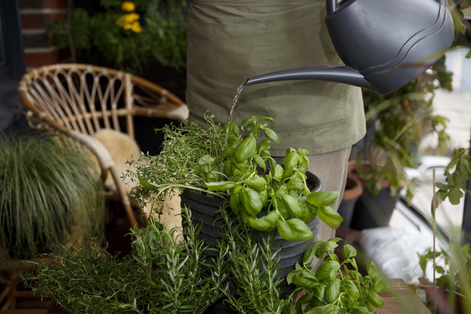 Kasvata yrttejä ikkunalaudalla