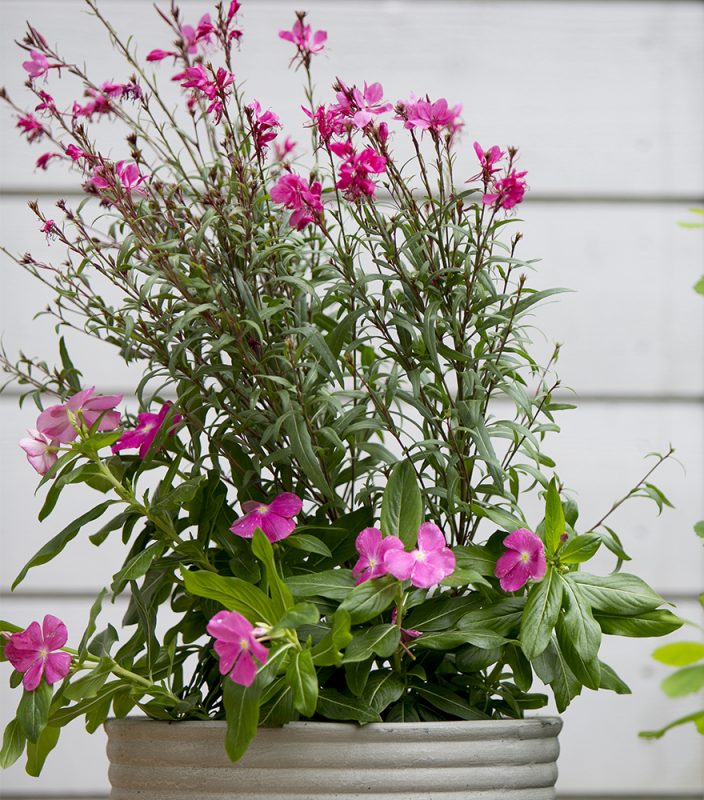 Kesätalvio Catharanthus (Vinca) roseus Kekkilä