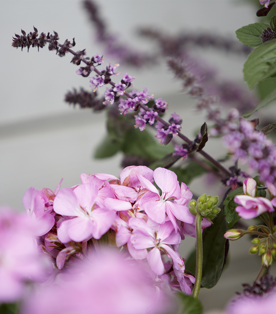 näyttävä lila pelargonia 