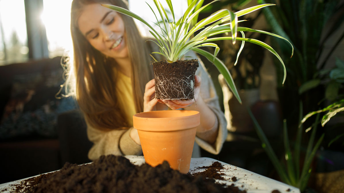 Viherkasvien istuttaminen ja mullanvaihto