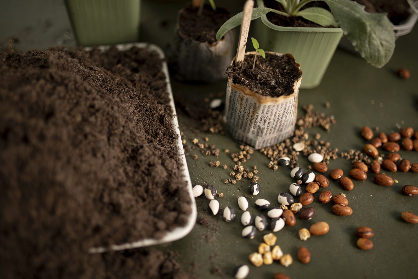 5 siemenlaatua kokeiltavaksi vuonna 2026