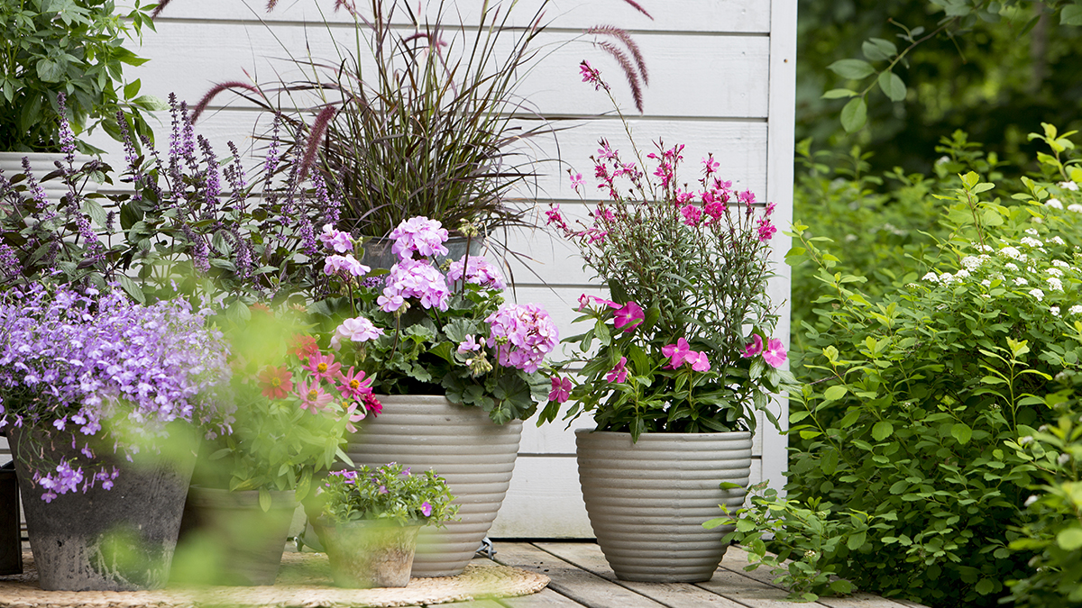 Väritä kesäkukilla – Sinipunaisen tyylikkäitä sävyjä kesäkukilla