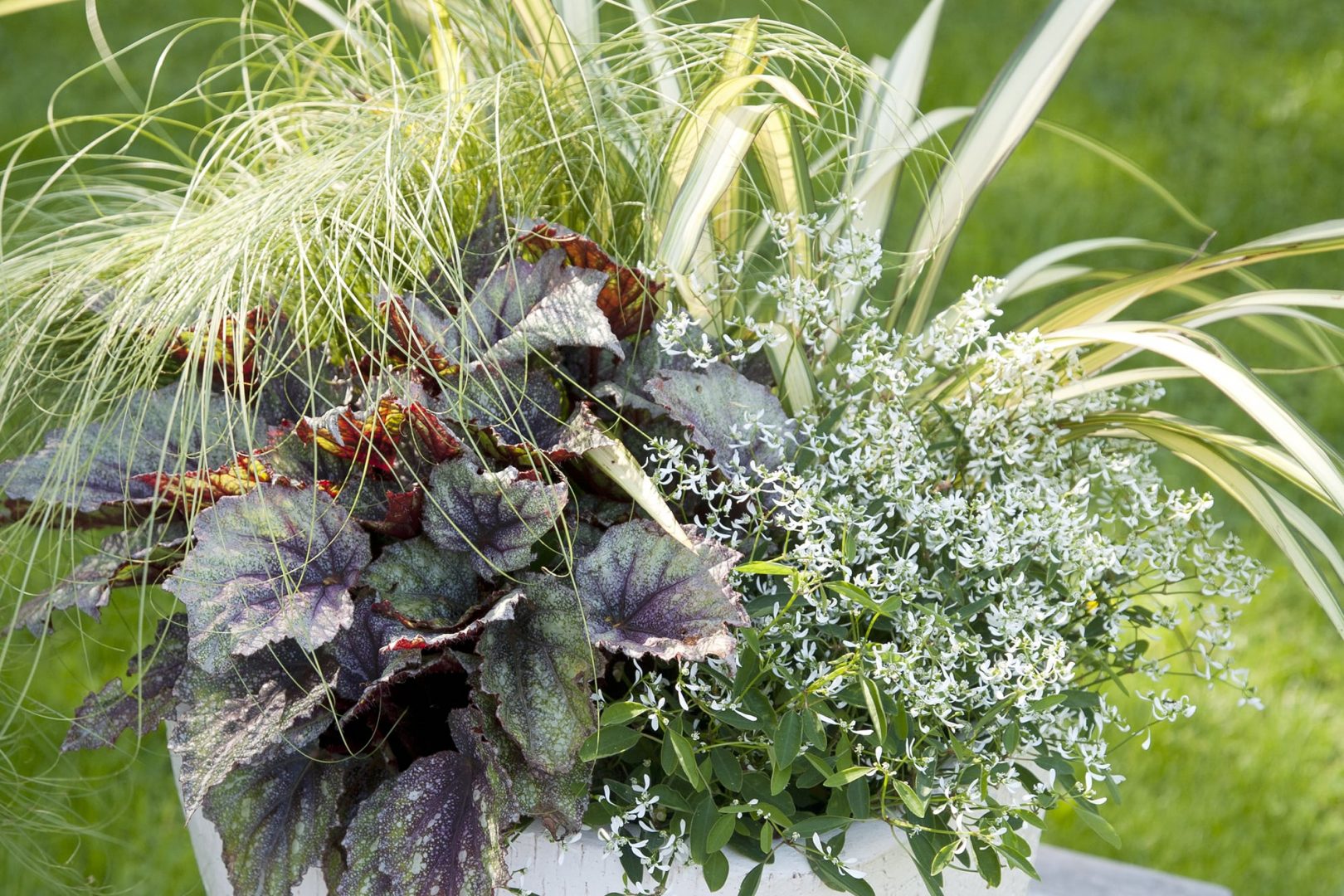 Varjon valopilkku – Ideoita kesäkukkaistutuksiin