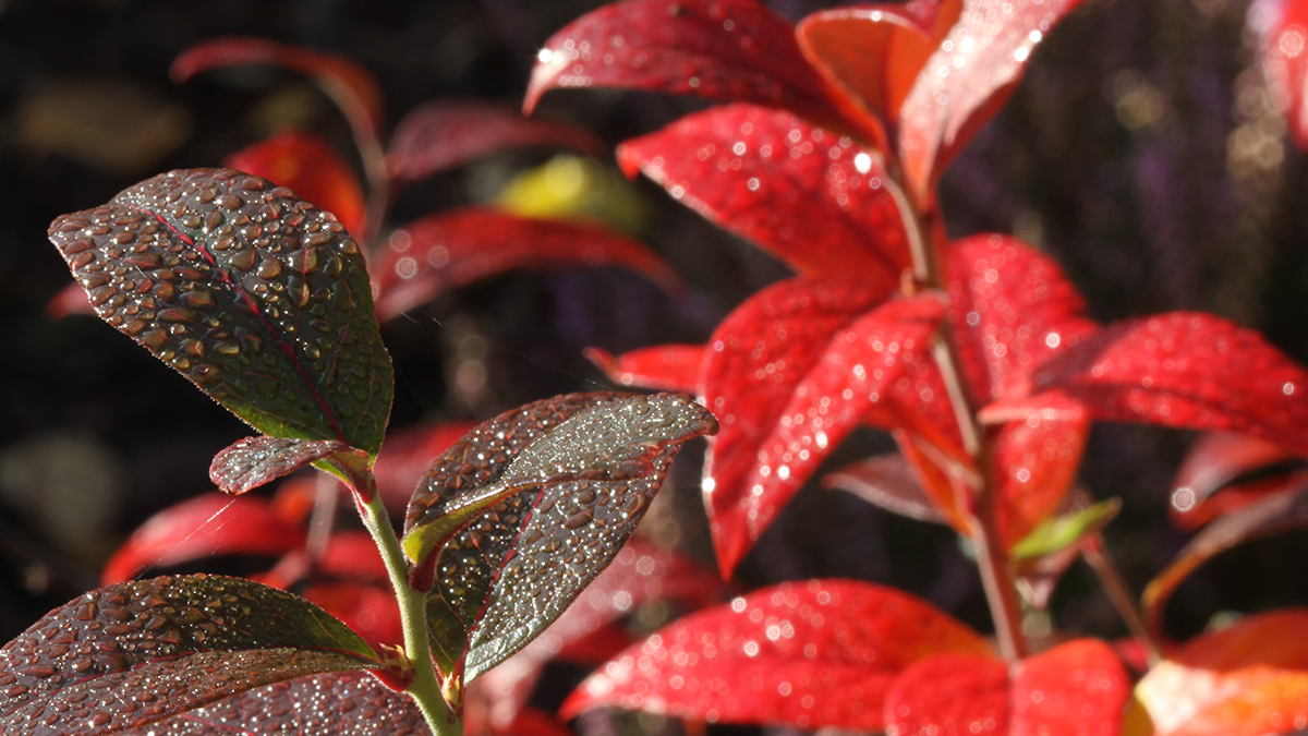 Vinkit syysistutuksiin