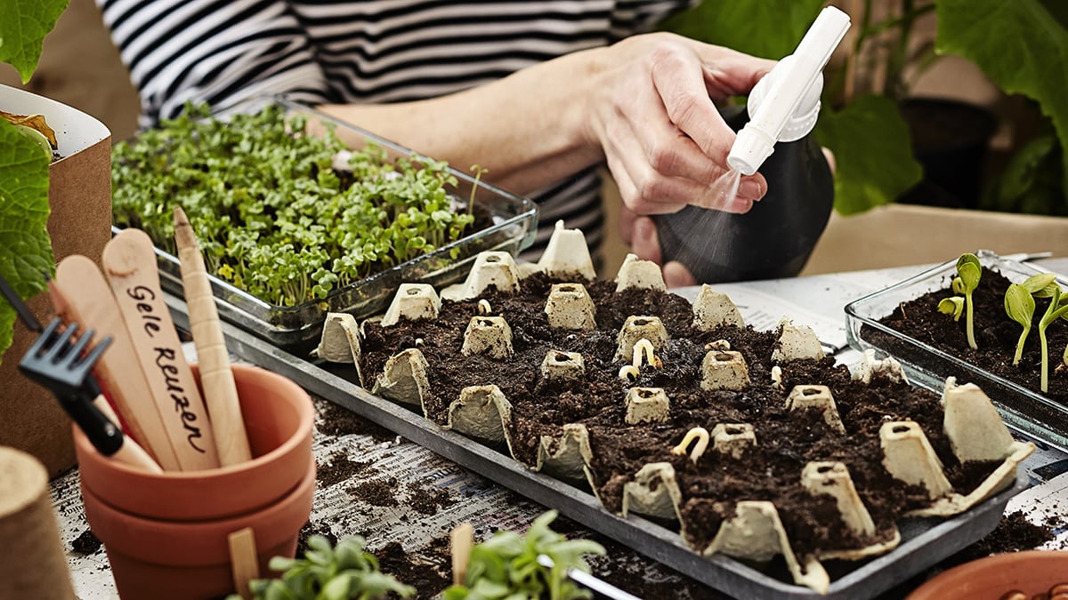 Nuorten kiinnostus puutarhanhoitoon kasvanut selkeästi