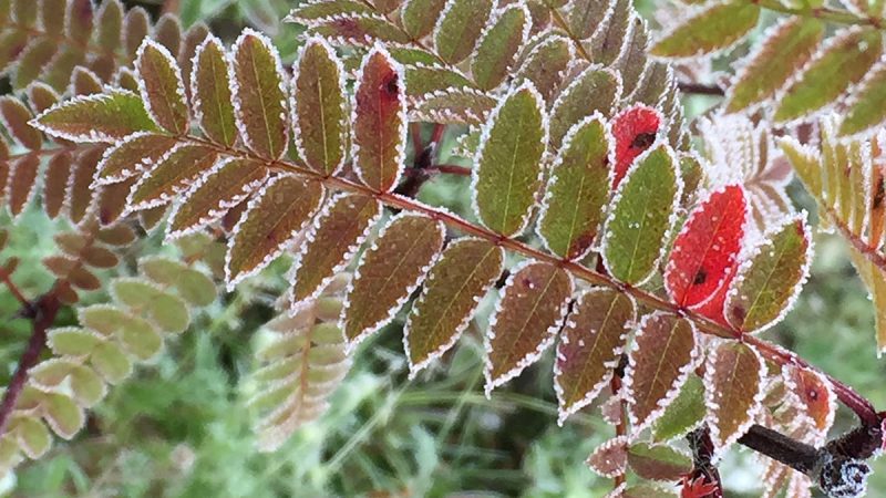 Helmipihlajan oksa Sorbus koehneana Kekkilä