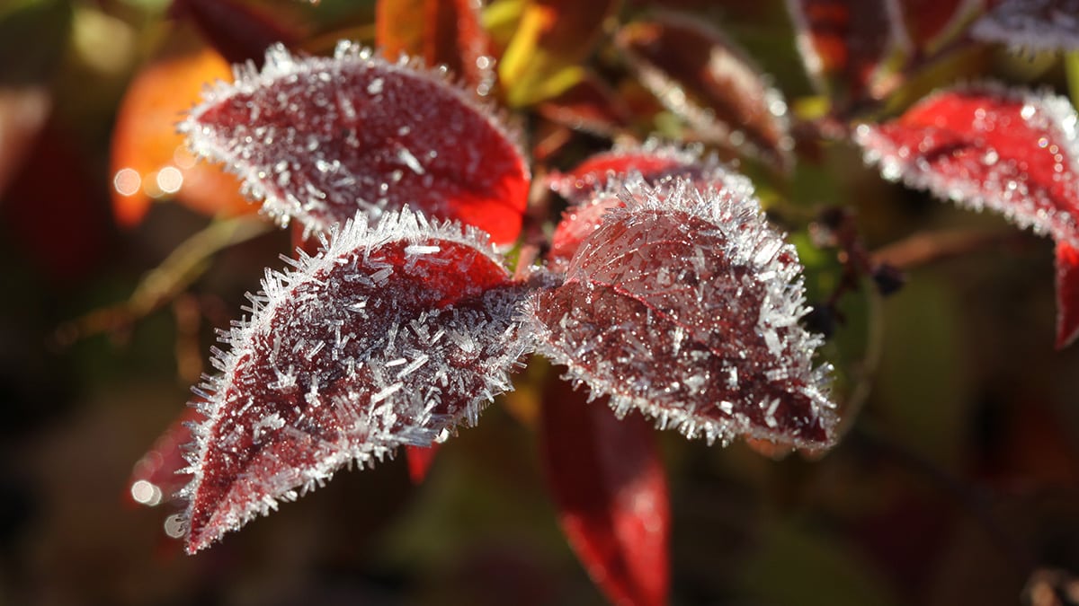 Miten suojata kasvit talven kylmää vastaan?