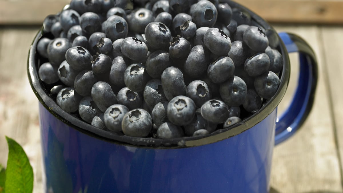 Näin kasvatat pensasmustikoita omassa puutarhassasi