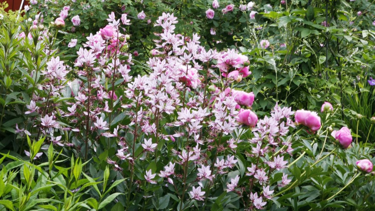 Perennoiden lannoittaminen