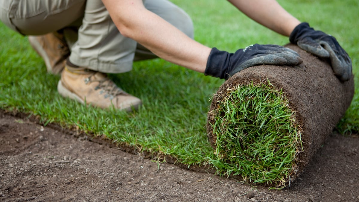 Samettinen siirtonurmikko päivässä!
