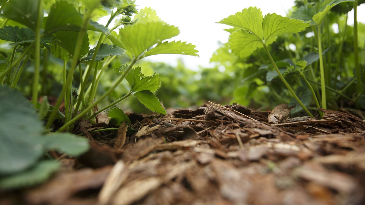 Viimeistele piha koristekatteilla