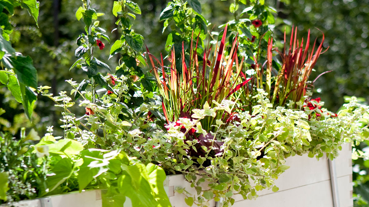 Näin istutat kesäkukat