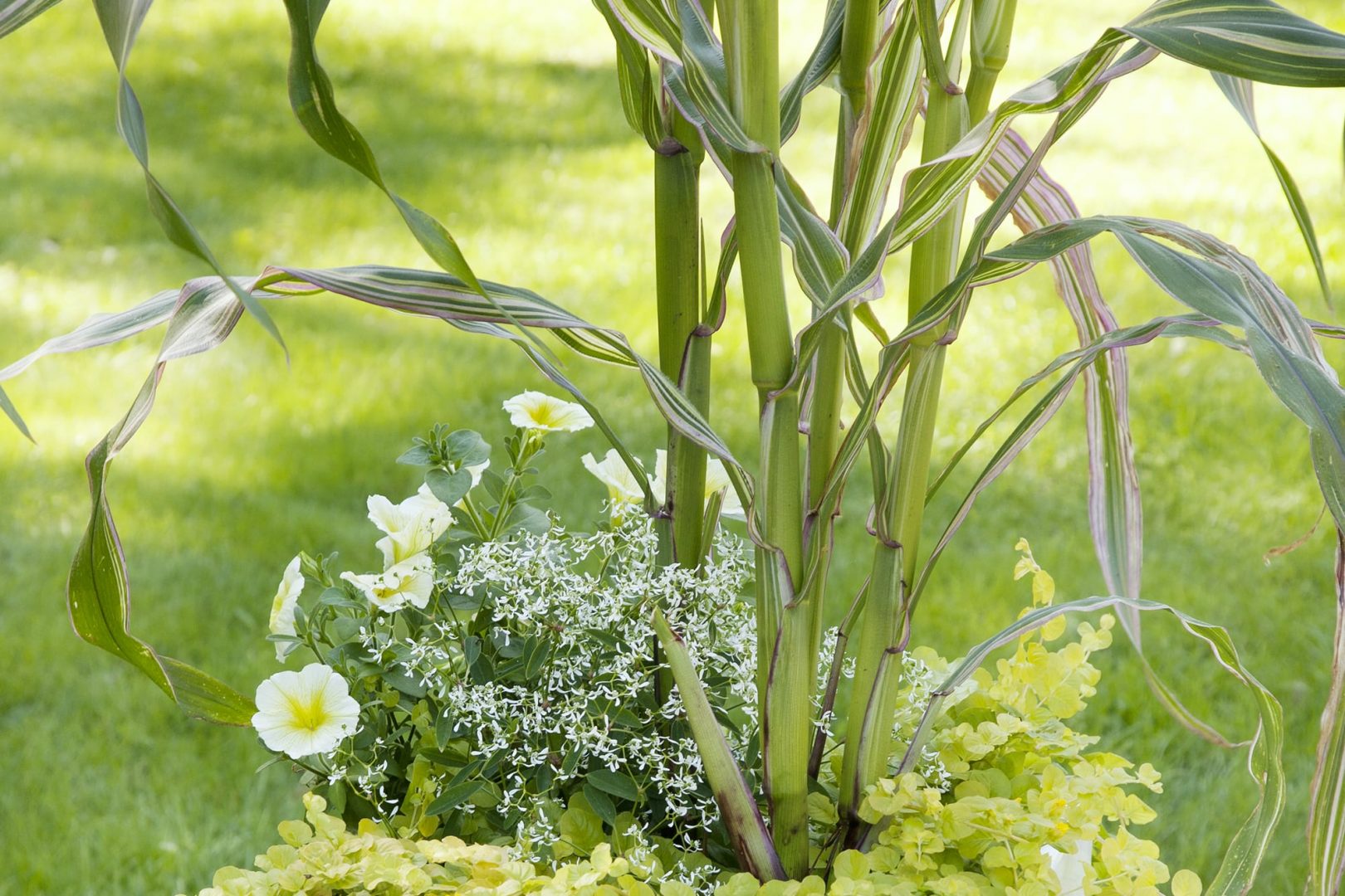 Ideoita kesäkukkaistutuksiin – Kukkia ja koristemaissia