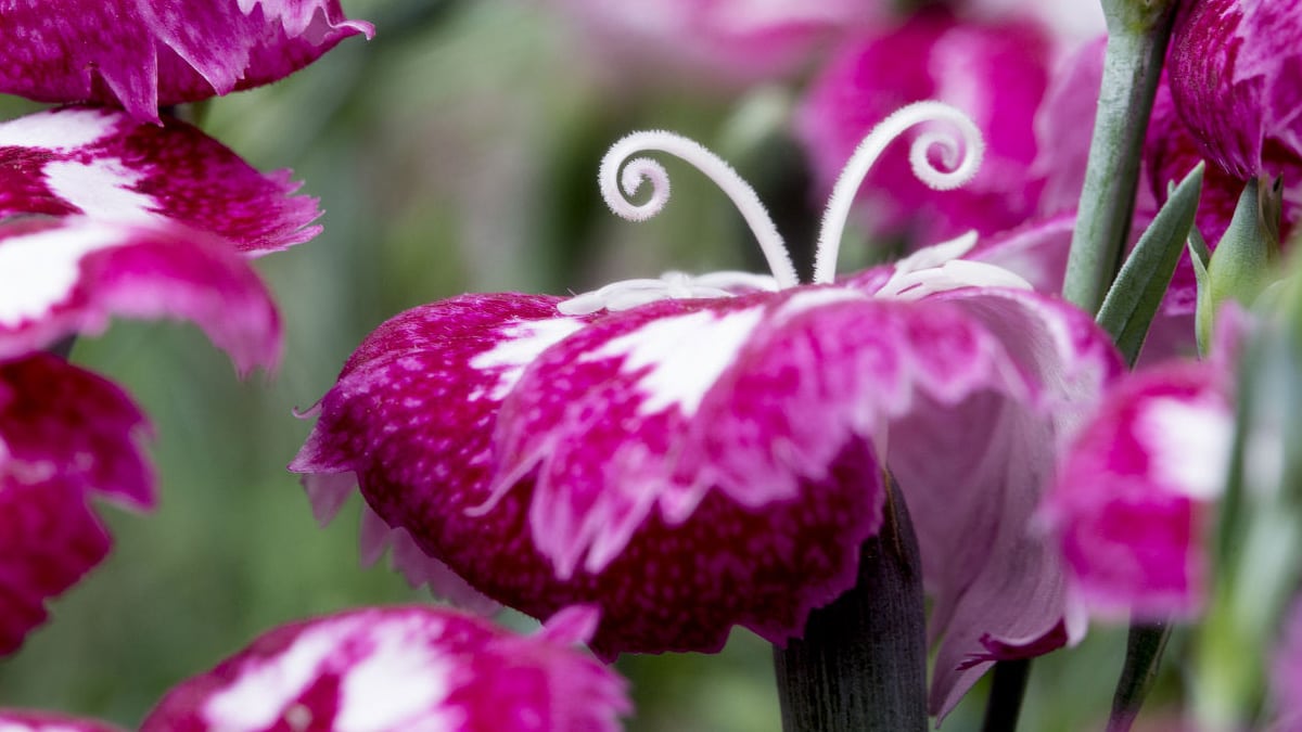 Harmoniaa ja kontrasteja kesäkukilla