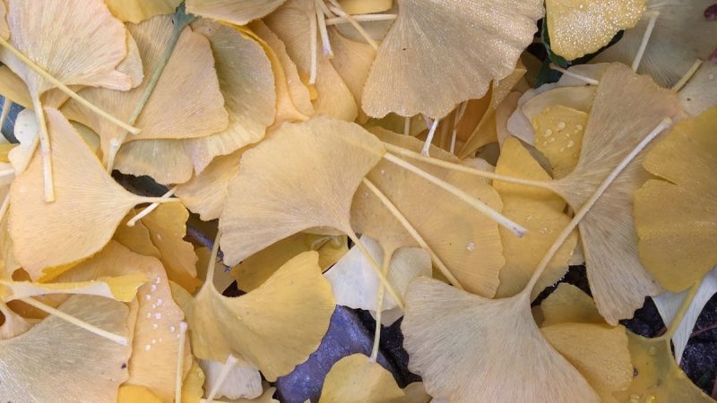 Neidonhiuspuu Gingko biloba Kekkilä