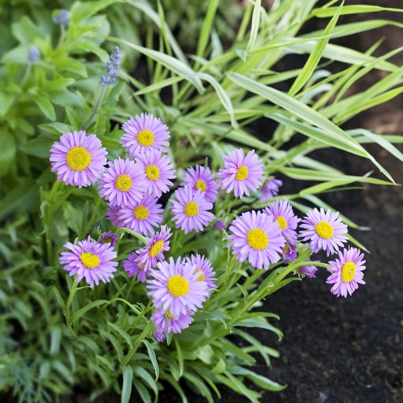 Alppiasteri Aster alpinus