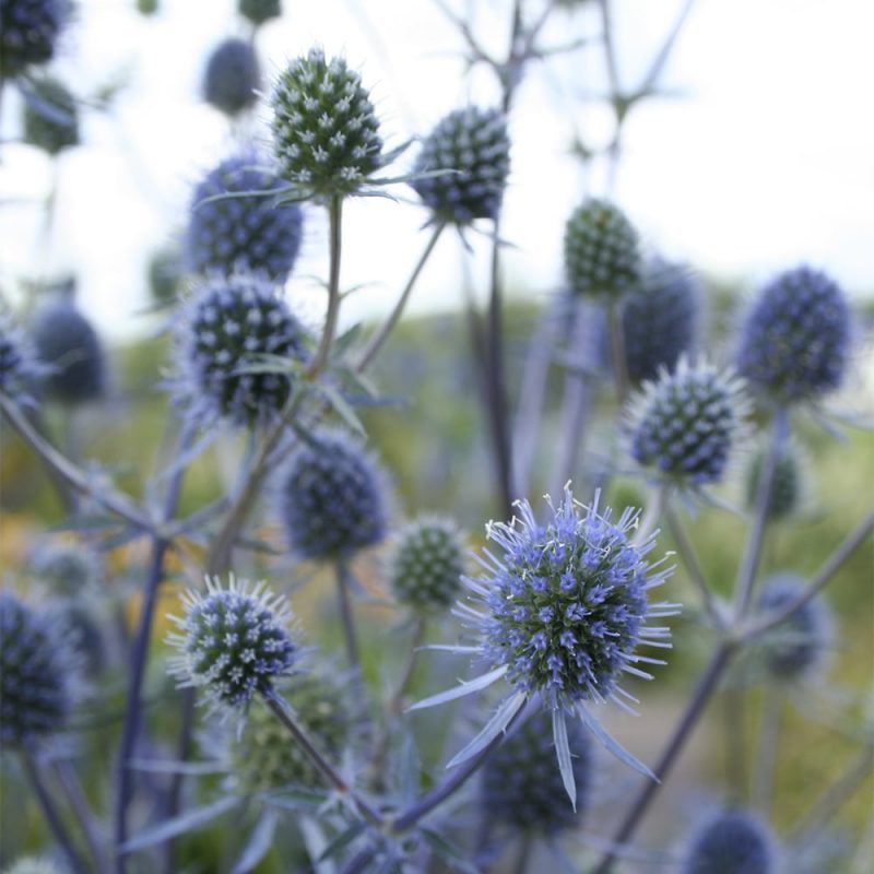 Alppipiikkiputki Eryngium alpinum