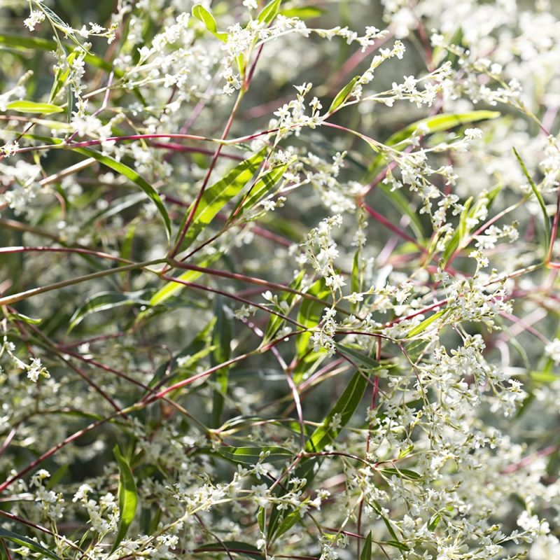 Alppiröyhytatar Aconogonon alpinum