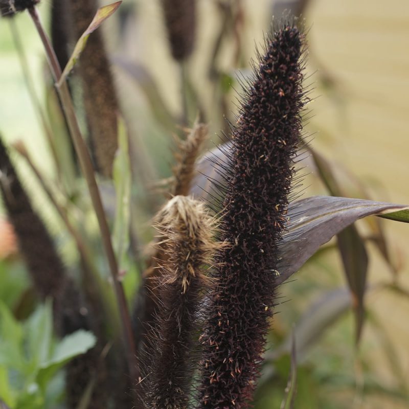 Amerikansulkahirssin Pennisetum glaucum kukinto