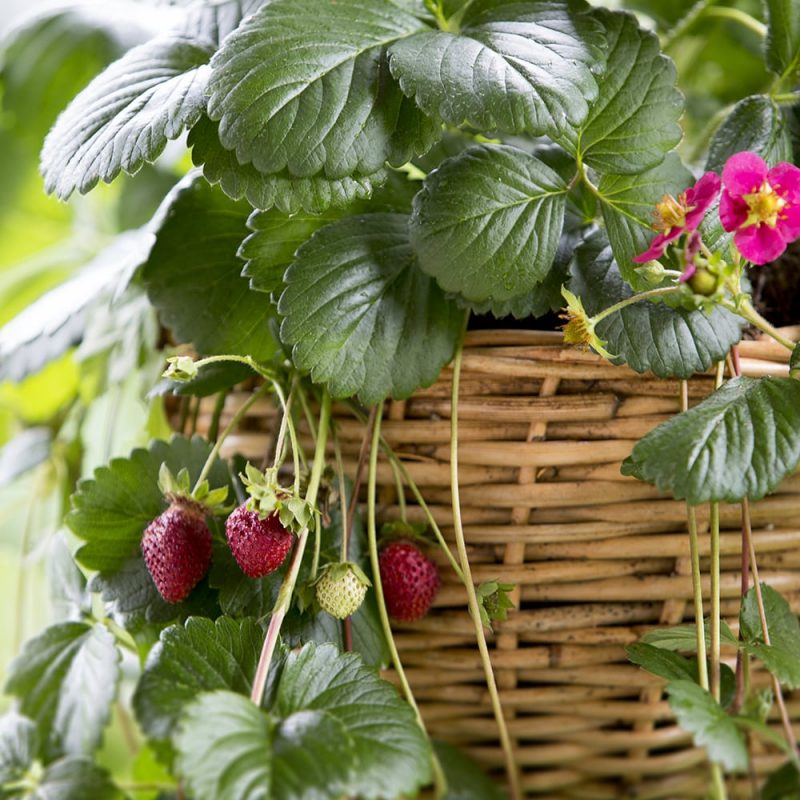 Amppelimansikka Fragaria x ananassa