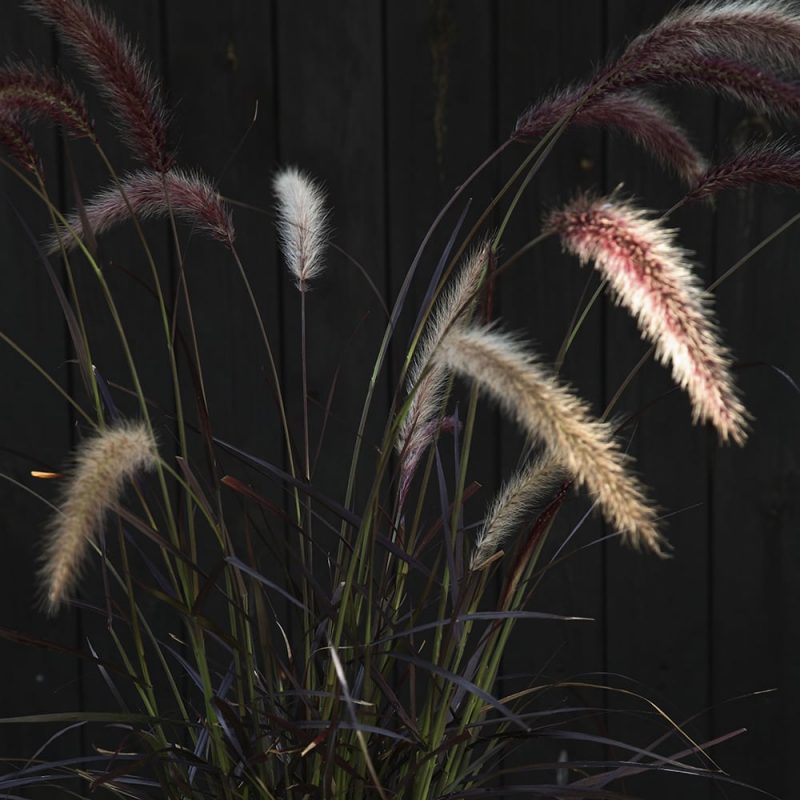 Arabiansulkahirssi Pennisetum setaceum