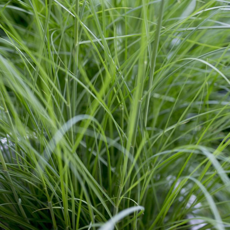 Arabiansulkahirssi Pennisetum setaceum