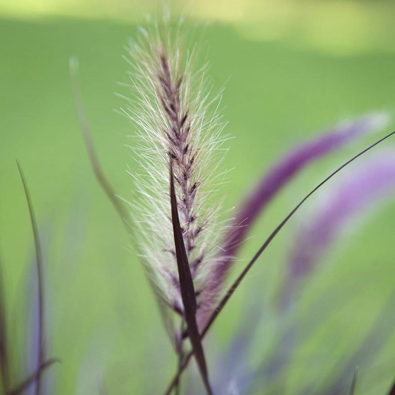 Arabiansulkahirssi Pennisetum setaceum kukinto