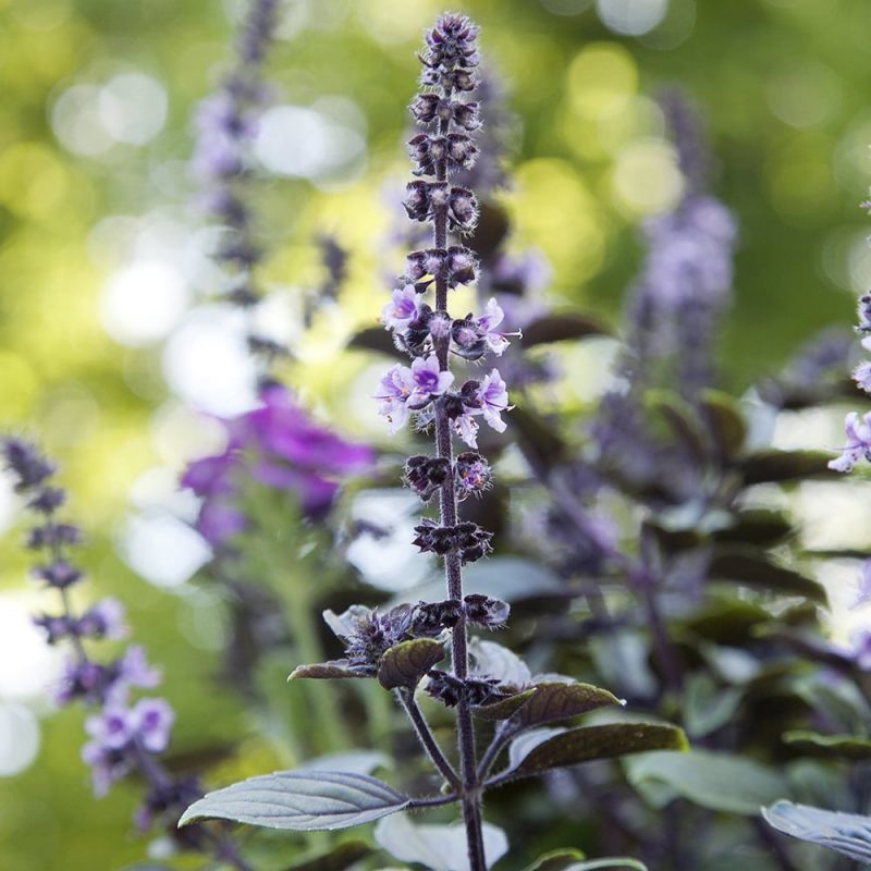 Basilika 'Magic Blue' Ocimum basilica kukinto