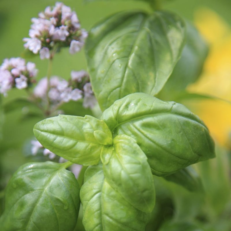 Basilika Ocimum basilicum