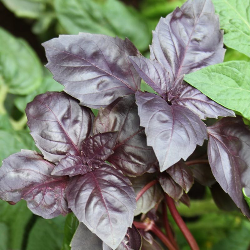 Basilika Ocimum basilicum, tummat lehdet