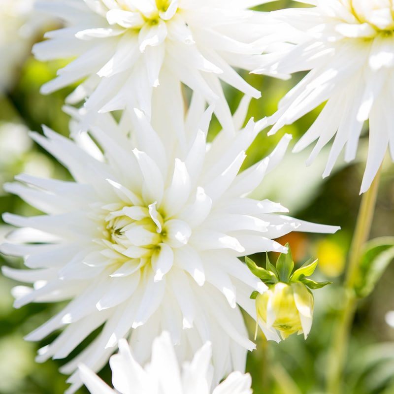 Daalia Dahlia hortensis, tarhadaalia