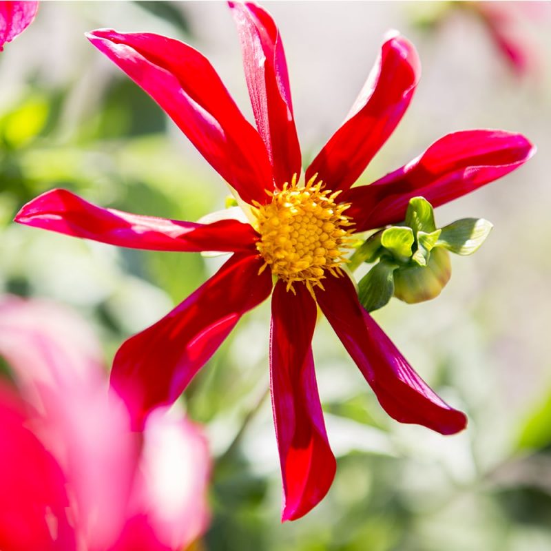 Daalia Dahlia hortensis, tarhadaalia punainen