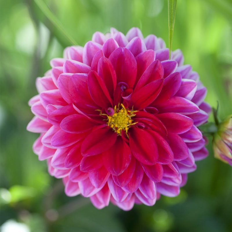 Daalia Dahlia hortensis, tarhadaalia pinkki