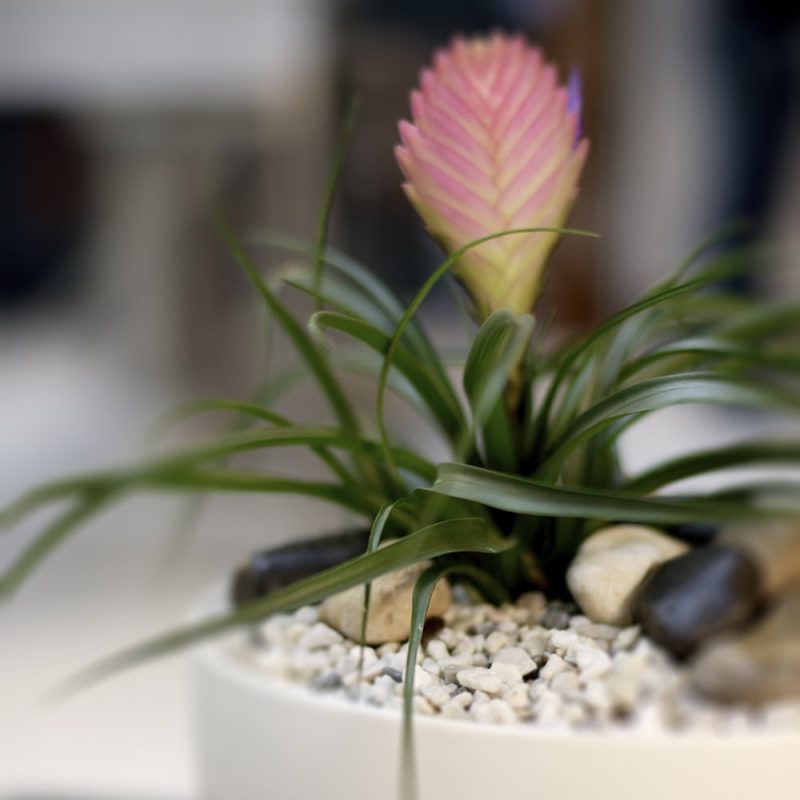 Eliaksentillandsia Tillandsia cyanea vaaleanpun Kekkilä