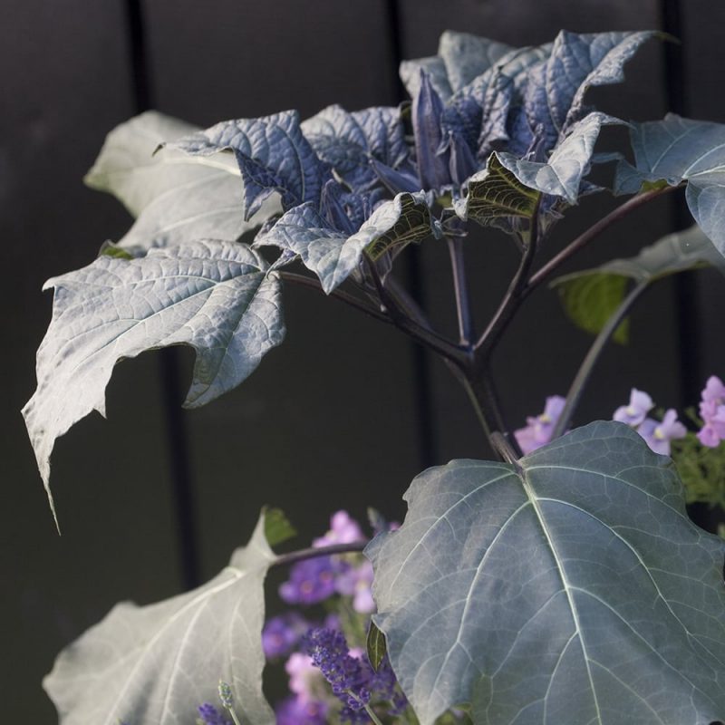 Enkelinpasuuna Brugmansia x candida