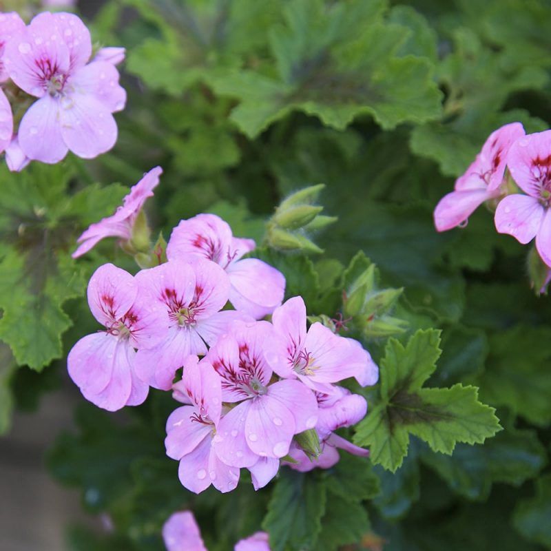 Enkelipelargoni Pelargonium 'Angeleyes', lila