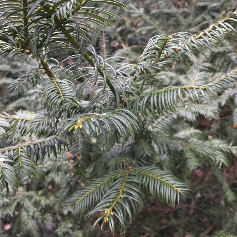 Euroopanmarjakuusi Taxus baccata