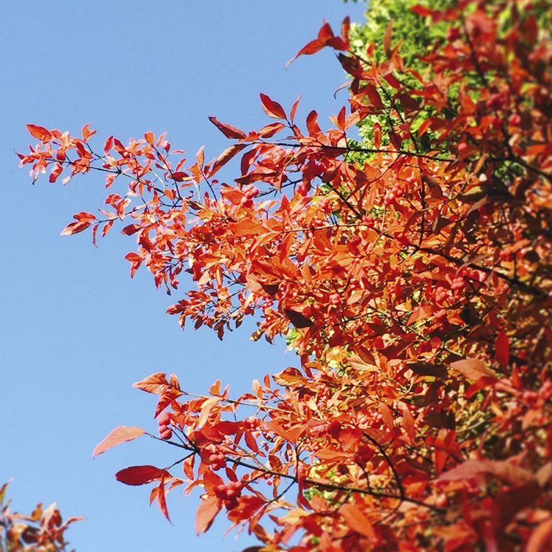 Euroopansorvarinpensas Euonymus europaeus