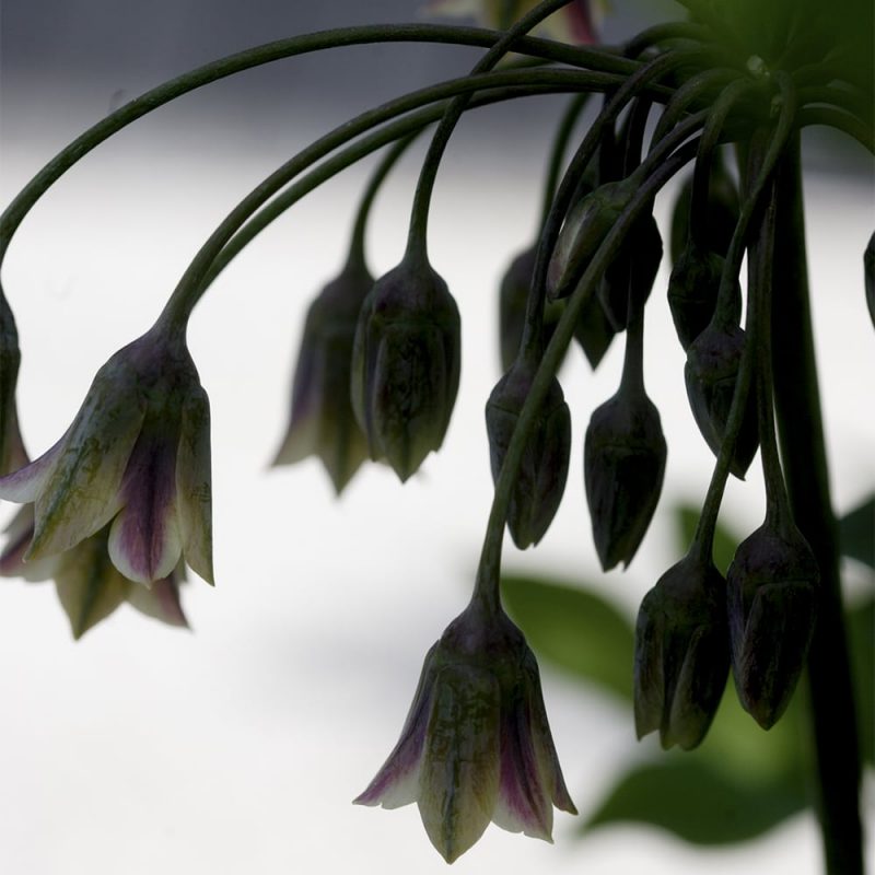 Hajulaukka Nectaroscordum siculum