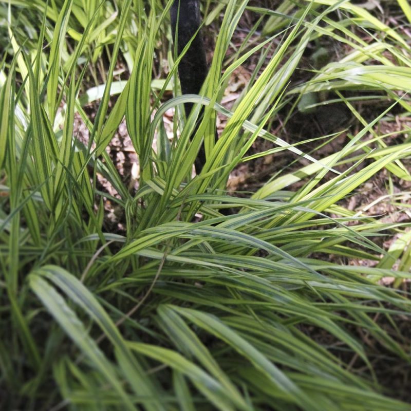 Hakoneheinä Hakonechloa macra