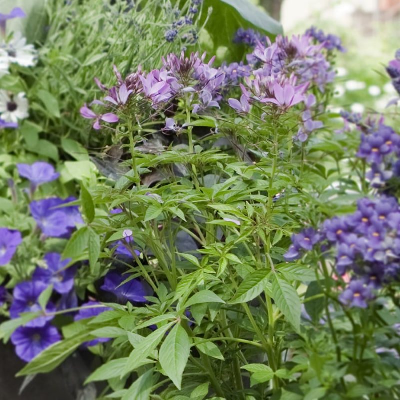 Hämähäkkikukka Cleome hassleriana