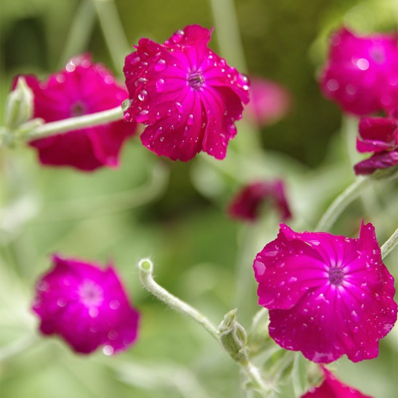 Harmaakäenkukka Lychnis coronaria