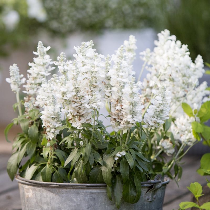 Härmesalvia Salvia farinacea valkoinen kukka