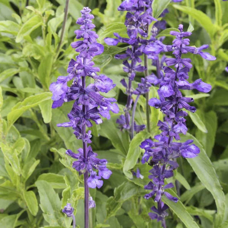 Härmesalvia Salvia farinacea kukka