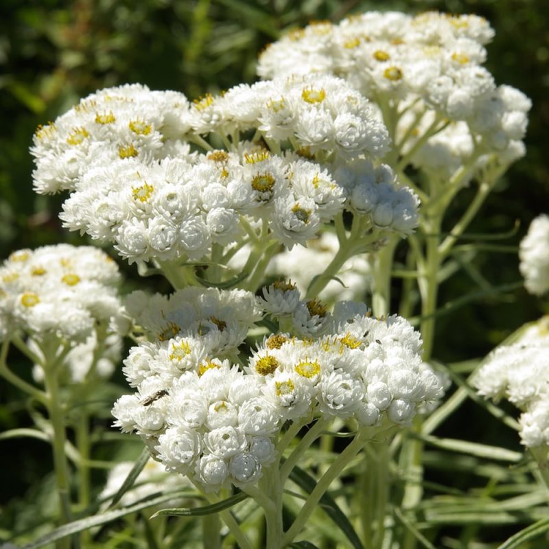 Helminukkajäkkärä Anaphalis margaritacea